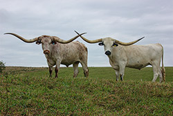 Two Texas Longhorn Trophy Steers standing on top the hill at Dickinson Cattle Co. near Barnesville, Ohio.