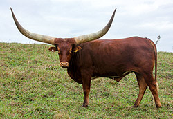 Watusi steer named "Peter Van Meter" at Dickinson Cattle Co. near Hendrysburg, Ohio.