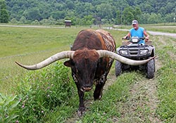 Texas Longhorn Bull - Drag Iron - Roger Moore - Dickinson Cattle Co - Barnesville Ohio