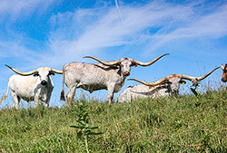 Three Texas Longhorn Trophy Steers standing on top the hill at Dickinson Cattle Co. near Hendrysburg, Ohio.