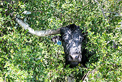 Texas Longhorn cow at Dickinson Cattle Co. peeking out from between the bushes.