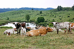 Group of Texas Longhorn Cows with baby calves at Dickinson Cattle Co. near Fairview, Ohio