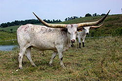Watusi steer named "Tall Phantom" at Dickinson Cattle Co. near Hendrysburg, Ohio.