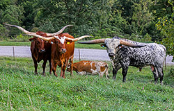 Longhorn bull "Flair Galore" with one of some of his favorite cows at Dickinson Cattle Co. near Barnesville, Ohio.