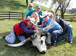 Texas Longhorn Enthusiasts holding down a steer near Barnesville, Ohio.