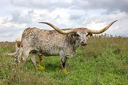Texas Longhorn Cow named Iron On - near Barnesville Ohio.