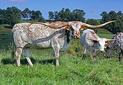 Texas Longhorn Cow named Silent Iron - near Barnesville Ohio.