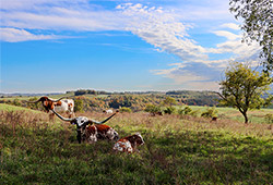 Jam Packed and Under Handed, two Texas Longhorn cows at Dickinson Cattle Co posing on a scenic hillside.