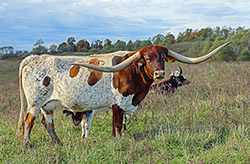 Texas Longhorn Cow named Jam Packed - near Barnesville Ohio.