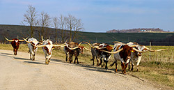 Herd of Texas Longhorn cattle being moved to their winter pasture at Dickinson Cattle Co near Barnesville, Ohio.