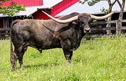 Texas Longhorn Bull, Jet Black Chex, taking a break in front of the Longhorn Head To Tail Store near Barnesville, OH.