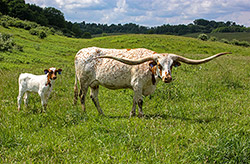 Texas Longhorn Cow named Silent Iron - at Dickinson Cattle Co, near Hendrysburg, Ohio.