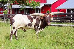 J.D. Judd - Watusi Bull at Dickinson Cattle near Barnesville Ohio.