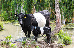 BueLingo cow named Cycle Certain cooling off in the pond on a hot summer day at Dickinson Cattle Co. near Barnesville, Ohio.