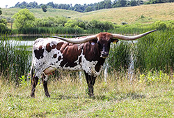Texas Longhorn cow named Tuff Enough hanging out by the pond at Dickinson Cattle Co. near Barnesville, Ohio.