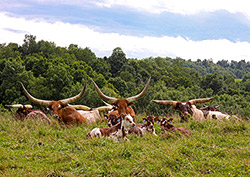 Group of happy Watusi cattle relaxing at Dickinson Cattle Co, near Barnesville, Ohio.