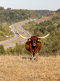 Longhorn cow named Sequoia Mark posing in front of I-70 near Barnesville, Ohio.