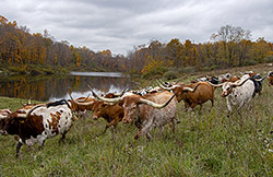 Texas Longhorn Herd by pond