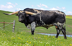 Texas Longhorn Bull, Elfego taking a break at Dickinson Headquarters near Barnesville, OH.