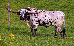 Texas Longhorn Bull named Spokesman at Dickinson Cattle Co, near Barnesville, Ohio.
