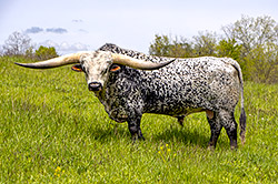 Texas Longhorn Bull, Flair Galore at Dickinson Cattle Co. near Barnesville, OH.