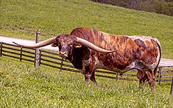 Texas Longhorn Bull, Cut'n Dried taking a break in the front pasture at Dickinson Headquarters near Barnesville, OH.
