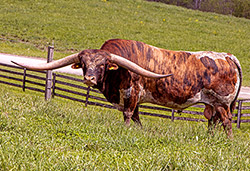 Famous Texas Longhorn herdsire - Cut n Dried