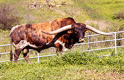 Texas Longhorn Bull, Cut'n Dried taking a break in the front pasture - Barnesville, OH at Dickinson Cattle Co.
