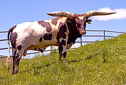 Watusi Photos