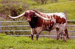 Texas Longhorn Bull Point Mark