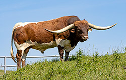 Texas Longhorn Bull, Time Line taking a break in the front pasture at Dickinson Headquarters near Barnesville, OH.