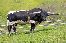 Texas Longhorn Bull, Stop Already in the front pasture - Barnesville, OH at Dickinson Cattle Co.