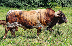 Famous Texas Longhorn herdsire - Cut n Dried