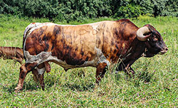 Texas Longhorn Bull - Cut'n Dried
