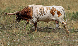 Texas Longhorn Bull - Drop Box