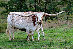 Texas Longhorn Cow named Silent - near Barnesville Ohio at Dickinson Cattle co.