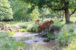 Longhorn Steers in Muskrat Creek Near Barnesville, Ohio