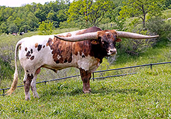 Texas Longhorn Bull - Point Mark