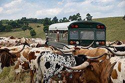 Texas Longhorn Herd by Longhorns Head To Tail Bus