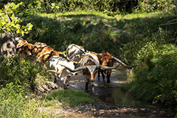 Longhorn Steers in Muskrat Creek Near Barnesville, Ohio