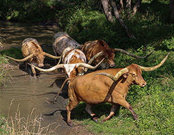 Texas Longhorn steers crossing stream in Belmont County Ohio