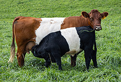 BueLingo cow named Dip Zone with her baby calf