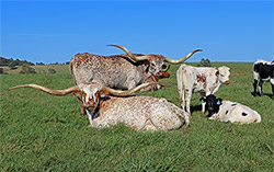 Texas Longhorn cows Silent Iron and Iron On with their young calves