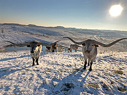 Texas Longhorn Trophy Steers waiting for the feed truck on a cold winter day at Dickinson Cattle Co, near Barnesville, Ohio.