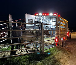 Loading a Texas Longhorn cow in the dead of night - Headed for a new home