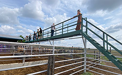 Customers enjoying the view from catwalk above Dickinson Cattle Co working corrals