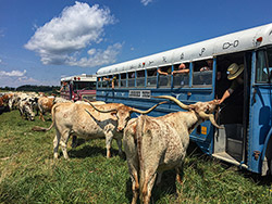 Group Texas Longhorn cows surrounding tour bus at Longhorn Head to Tail Tours