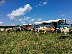 Group Texas Longhorn cows surrounding tour bus at Longhorn Head to Tail Tours