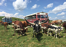 Group Watusi cows surrounding tour bus at Longhorn Head to Tail Tours