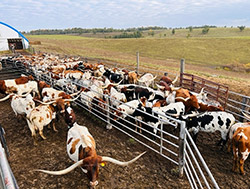 Texas Longhorn cows in working corrals at Dickinson Cattle Co.